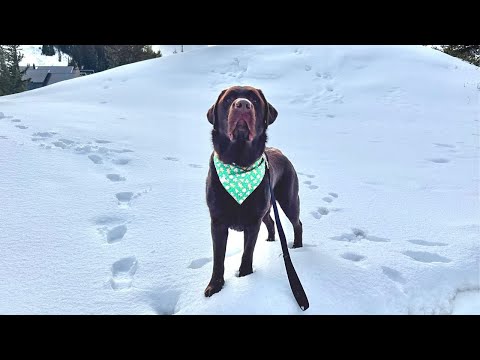 MY LABRADOR'S FIRST TIME SEEING SNOW!!
