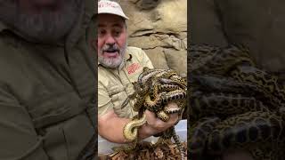 These baby anaconda's didn't stop biting me! 😂 🐍 by Prehistoric Pets TV