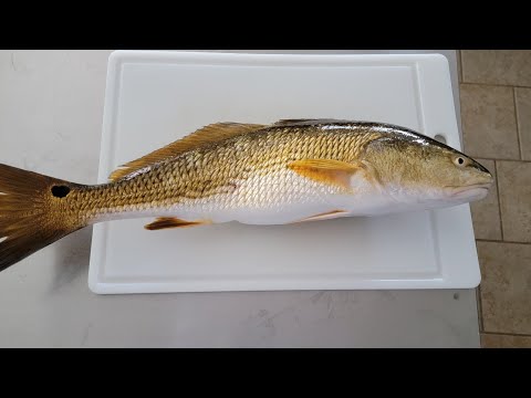 Cajun Blackened Redfish | Catch and Cook | Ep.10