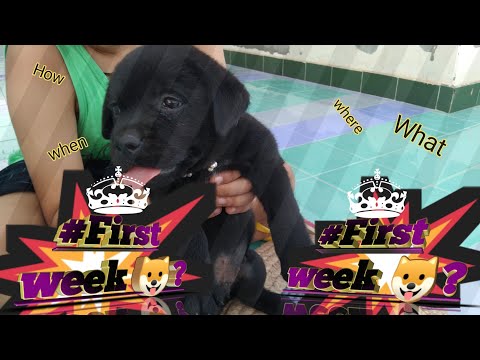 First week experience with vanshu