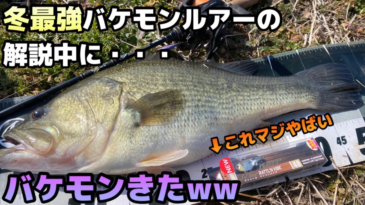 冬に釣れまくるバケモンルアーの使用方法解説中にバケモンきたwwこいつマジで柳川クリークキラーかもしれん。#デュエル #ラトリンバイブ #テイルウォーク  #柳川クリーク