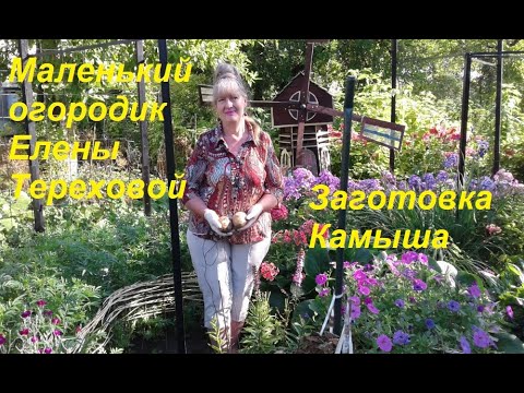 Маленький Огородик Елены Тереховой -  Заготовка Камыша