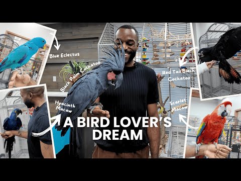 INSIDE Parrot Stars! The Ultimate Parrot Store Tour (Rare & Exotic Birds!)