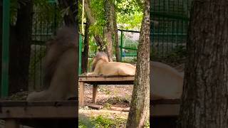 Download lagu LION🦁 thiruvananthapuram zoo animals video part 2 (ASHIK's FAMILY) #shorts mp3 Download lagu LION🦁 thiruvananthapuram zoo animals video part 2 (ASHIK's FAMILY) #shorts mp3