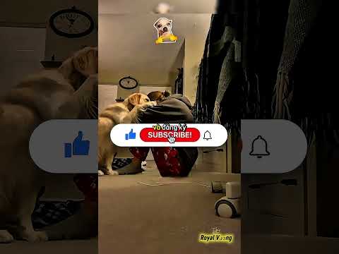 Cô gái nhảy xuống hồ có cá sấu và cái kết bất ngờ 😱