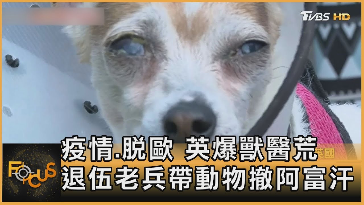 疫情.脫歐 英爆獸醫荒　退伍老兵帶動物撤阿富汗