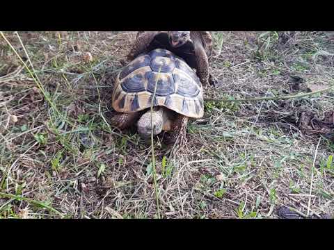 Paarungszeit Griechische Landschildkröte THB