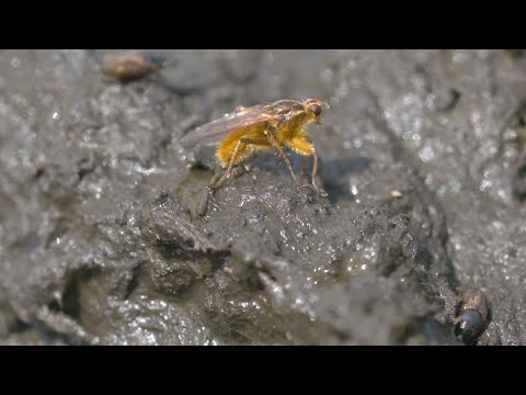 NFTS x Knepp | Trials of a Dung Fly