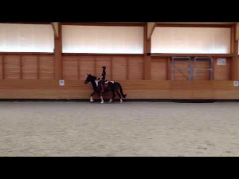 Lilly trot 2 11/12/2016