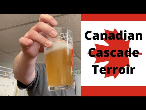Cascade Hops Comparison: Canadian Grown Vs. MA Homegrown!