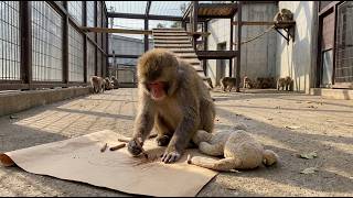 Download lagu This Monkey Drew the Same Picture Every Day for 4 Months — When They Finally Understood Why, Everyon mp3 Download lagu This Monkey Drew the Same Picture Every Day for 4 Months — When They Finally Understood Why, Everyon mp3