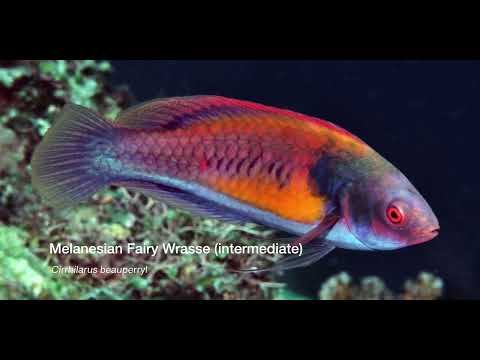 9 Wrasse C - scuba diving video