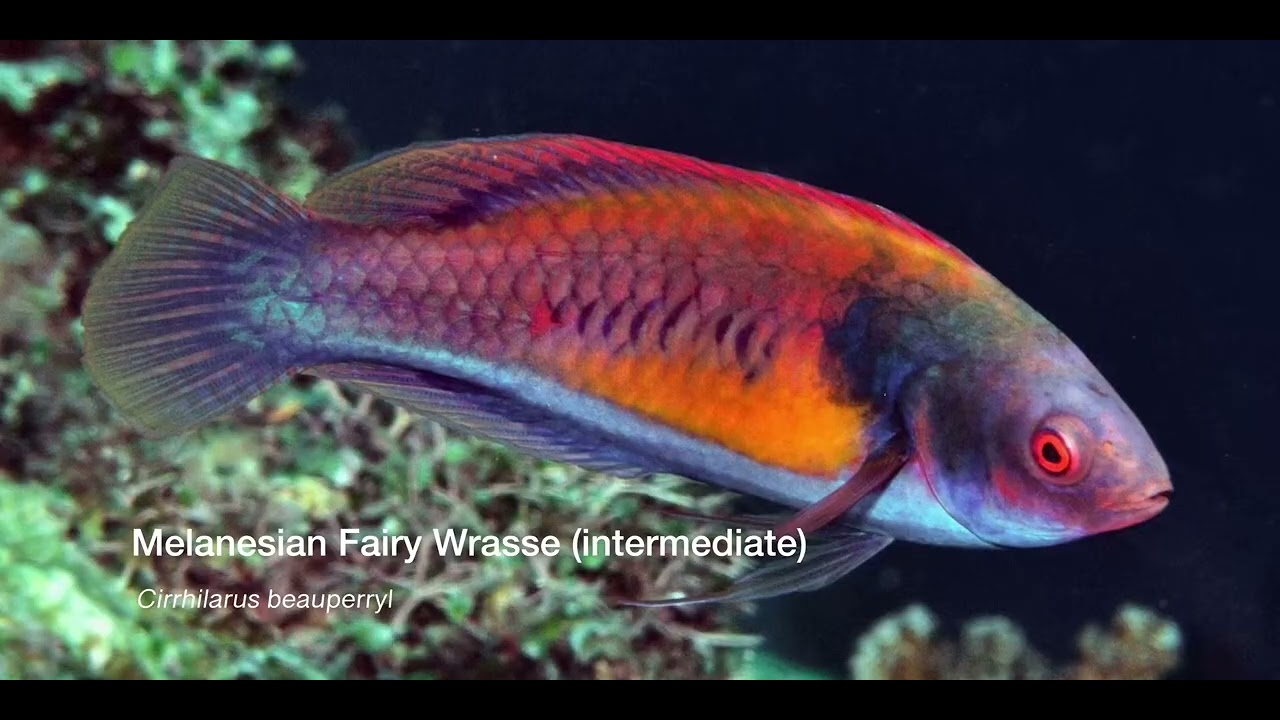 9 Wrasse C
