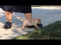 French Bulldog dogs for sale: Tucker - Video 1