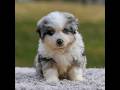 Miniature Australian Shepherd dogs for sale: Alex - Video 1