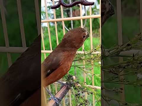 PARDINHO SOLTANDO O BICO - CURIÓ PARDO PARAENSE #curio #curiopardo #curioparaense #trola