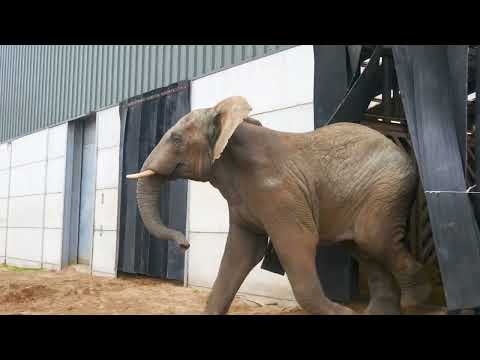 🐘 Uli The Elephant Arrives at Noah's Ark Zoo Farm 🐘