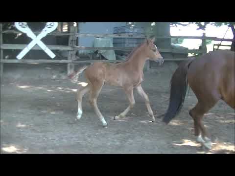 SF2020 Marc Cain Dancier