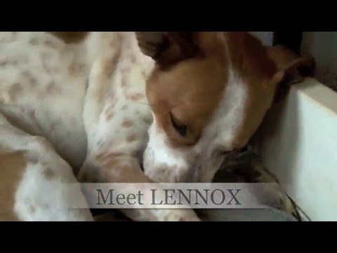 Lennox, an adopted Australian Cattle Dog / Blue Heeler & Beagle Mix in Bogart, GA_image-1