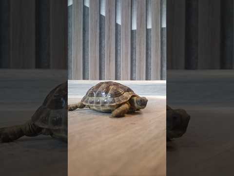 Ona Baktığınız İçin Teşekkürler... #shorts