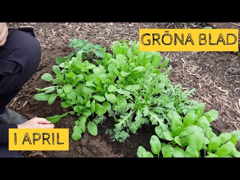 Gröna blad i APRIL - Jag skördar både inne och ute för att göra paj och sallad
