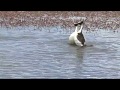 Hooded Grebe Courtship Dance Rare Footage From Tango In The Wind