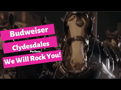 Budweiser Clydesdale's Perform "We Will Rock You"