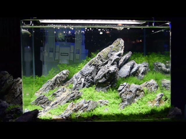 Nano Aquascaping Wettbewerb Tierwelt Magdeburg 2017