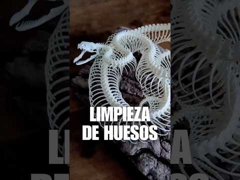 El SECRETO detrás de los ESQUELETOS PERFECTOS en MUSEOS