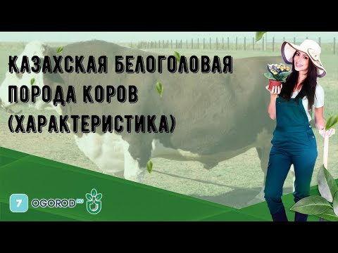 , title : 'Казахская белоголовая порода коров (характеристика)