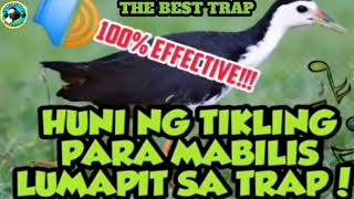 Download lagu SUARA BURUNG YANG SANGAT EFEKTIF UNTUK MENANGKAP AYAM AIR DI PEDESAAN mp3 Download lagu SUARA BURUNG YANG SANGAT EFEKTIF UNTUK MENANGKAP AYAM AIR DI PEDESAAN mp3