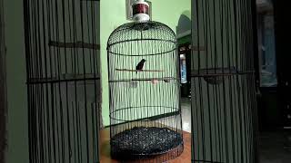 Download lagu hitungan detik pastinya, daya tarik burung kolibri ninja penuh dengan tembakan mp3