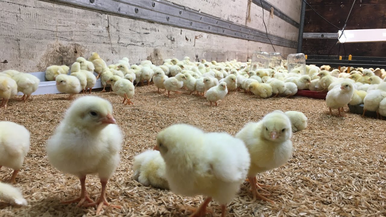 18 Wheeler Trailer Box To Brooder Conversion \ Large Chick Brooder