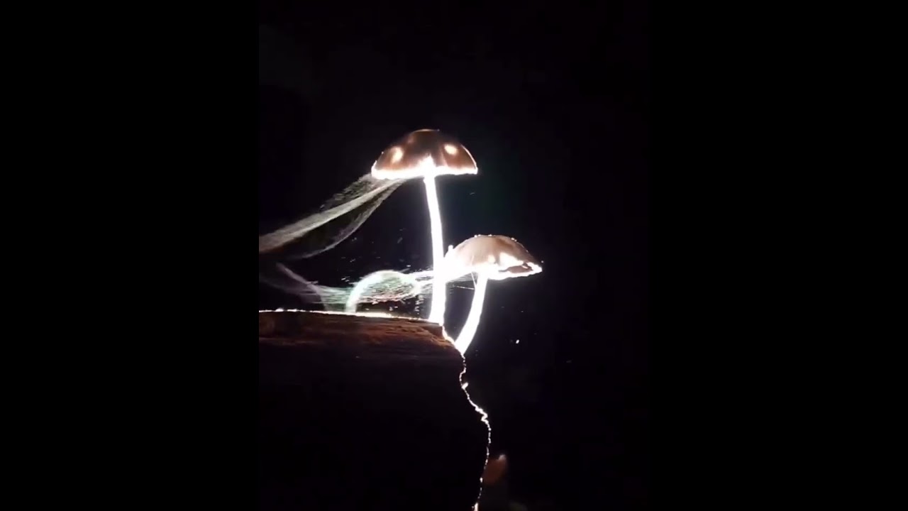 Amazing video that captured mushrooms releasing spores into the wind .. nature is amazing