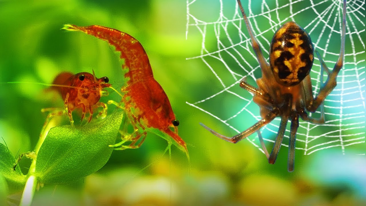 МЕГА ТЕРРАРИУМ за 100 МИНУТ: ОТ СОЗДАНИЯ ДО ЖИЗНИ | 50 Видов ФАУНЫ в Одном ТЕРРАР