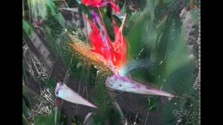 MEG FORSYTH PAINTED PARADISE