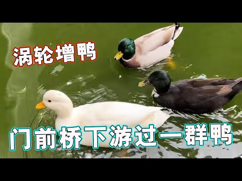 鸭子们在水里转了两个小时不停歇，手动制止后集体失去飞行能力，翅膀是装饰吗？【天下一场梦】