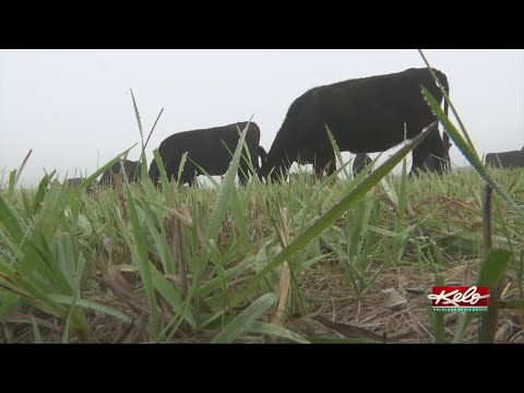 2021 drought impact on the cattle industry