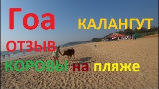 Гоа отдых 2018 Калангут отзыв коровы на пляже как обманывают туристов.