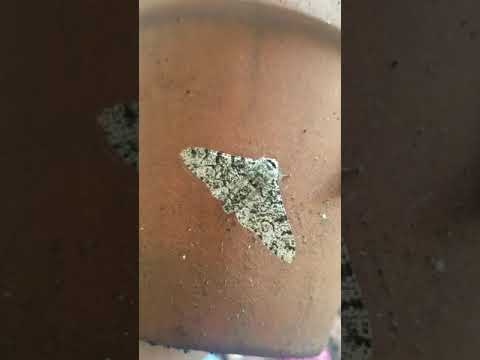 How to identify garden species: Peppered Moth (Biston betularia)