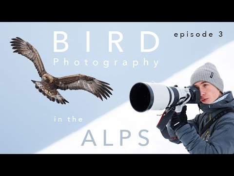 UNEXPECTED BIRD PHOTOGRAPHY ⎸ Expedition to the SWISS ALPS - ep. 3