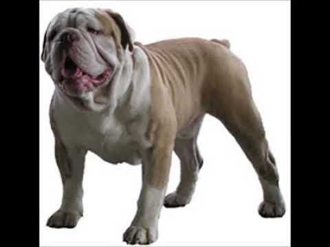Olde English Bulldogge