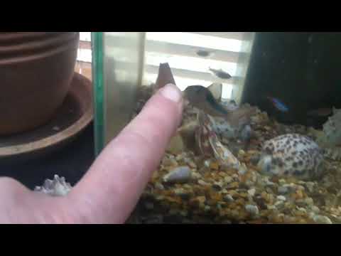 Fluval Edge 23 litre fish tank - Image 2