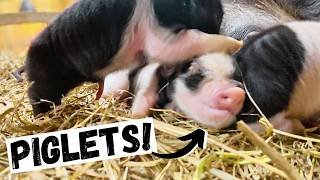Difficult Start To Piglet Season