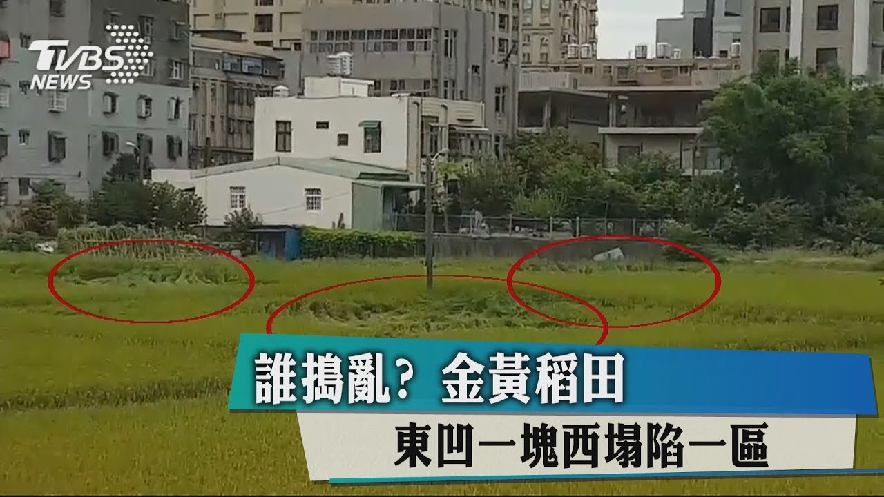 誰搗亂? 金黃稻田東凹一塊、西塌陷一區