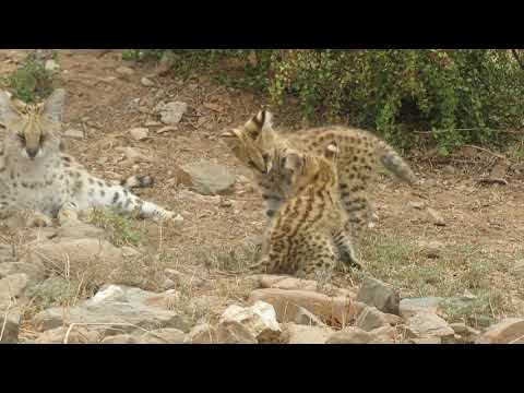 Playful serval kittens