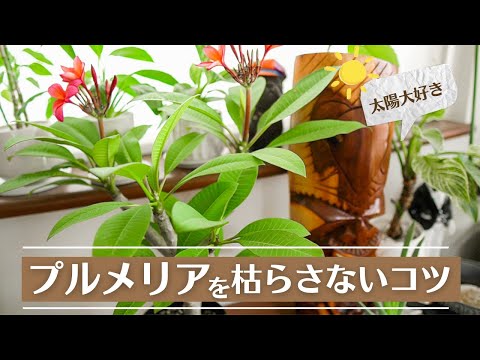 ケア フランジパニ 色を追加 青々とした葉 おいしい香り