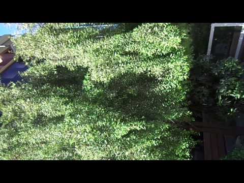 MAH00324JorgeEfrainBRAVO-fix-MAITEN-Tree-for-Sonia-Edith-SALGADO-DUQUE-de-BRAVO