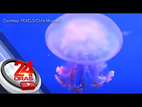 Binubuo ng "mesoglea" o gel-like material ang katawan ng jellyfish; gawa sa tubig ang… 24 Oras
