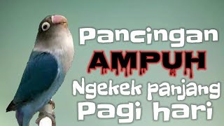 Download lagu Pancingan ampuh Lovebird ngekek panjang durasi 1 jam nonstop masteran terbaik 2021 mp3 Download lagu Pancingan ampuh Lovebird ngekek panjang durasi 1 jam nonstop masteran terbaik 2021 mp3